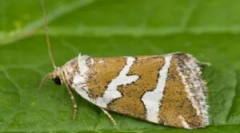 Lover: typy a metódy boja